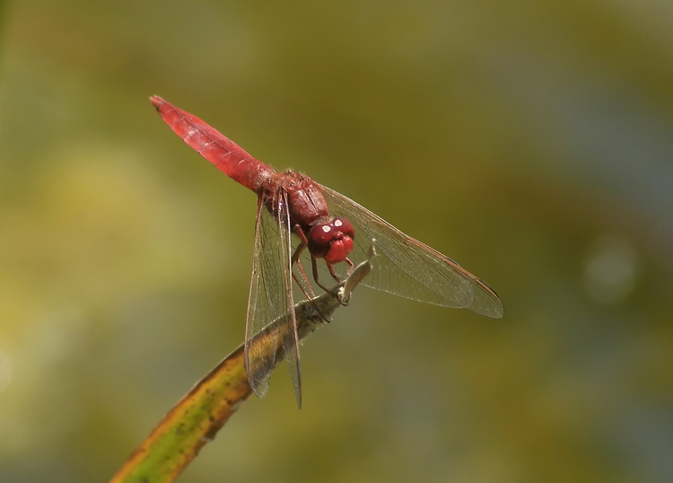 Crocothemis erythraea